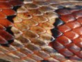 /album/fenykepgaleria/snakepattern-jpg1/